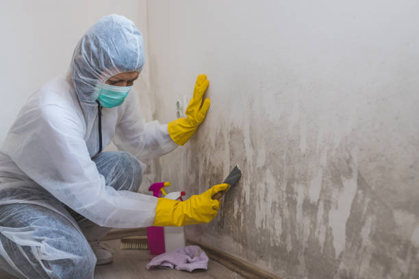 Mold Documentation for Insurance Claims in Mount Vernon, KY