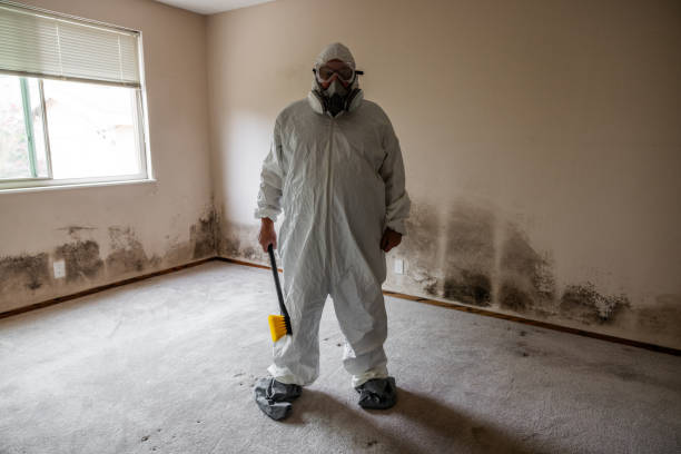 Best Mold Prevention Services  in Mount Vernon, KY